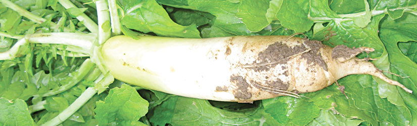 Forage Nitro Radish Seed - Cleary Feed & Seed