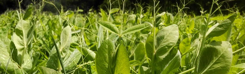 Forage Peas Seed - Cleary Feed & Seed