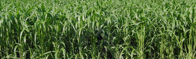 Forage Sorghum Sudangrass - Cleary Feed & Seed