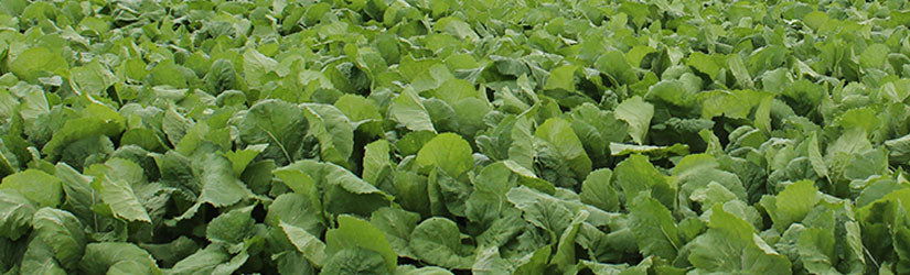 Forage Turnip Seed - Cleary Feed & Seed