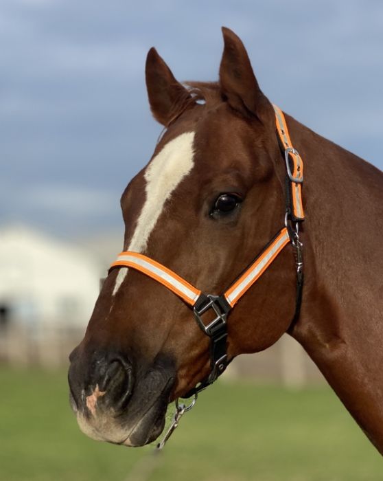 Full Padded Reflective Nylon Halter - Cleary Feed & Seed