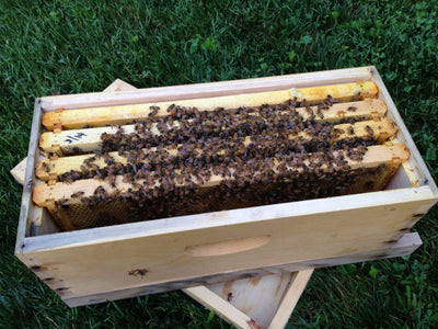 Honeybee Nuc - Cleary Feed & Seed