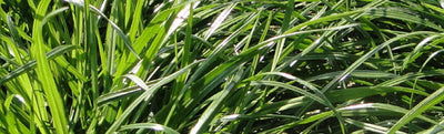 Italian Annual Ryegrass - Cleary Feed & Seed