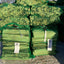 Kindling Wood - Cleary Feed & Seed