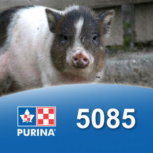 Purina mini pig food clearance