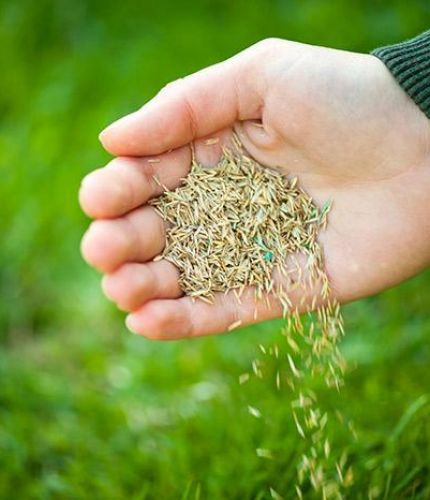 Lawn Seed - Sun & Shade - Cleary Feed & Seed