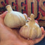 Bulk Organic Fall Garlic
