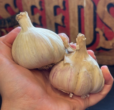 Bulk Organic Fall Garlic