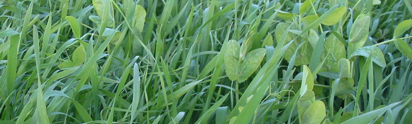 Oats & Peas Seed 70/30 - Cleary Feed & Seed