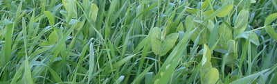 Oats & Peas Seed 70/30 - Cleary Feed & Seed