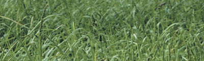 Orchardgrass Seed - Cleary Feed & Seed