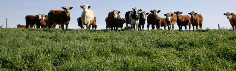 P1 Permanent Pasture Highland - Cleary Feed & Seed