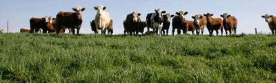 P1 Permanent Pasture Highland - Cleary Feed & Seed