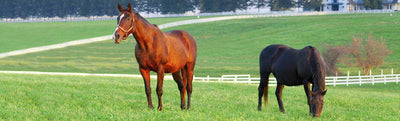 P4 Horse Pasture or Paddock Mixture - Cleary Feed & Seed