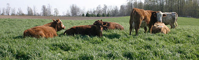 Permanent Pasture Grassland - Cleary Feed & Seed