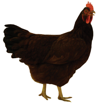 Rhode Island Red - Cleary Feed & Seed