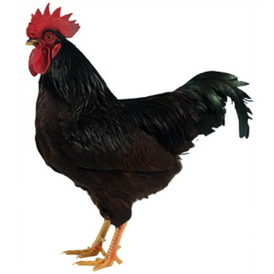 Rhode Island Red - Cleary Feed & Seed