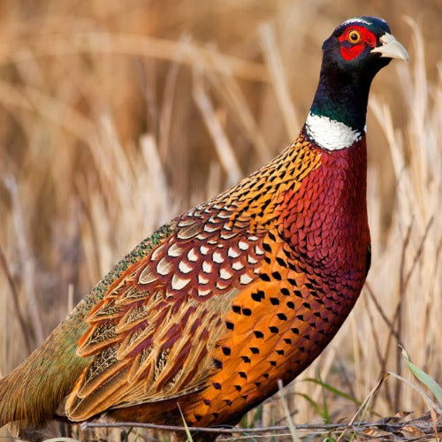 Ringneck Pheasants (Millpond) - Cleary Feed & Seed