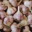 Bulk Organic Fall Garlic