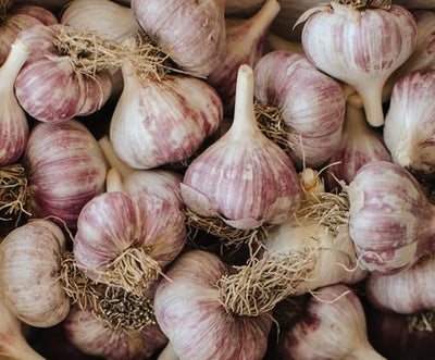 Bulk Organic Fall Garlic