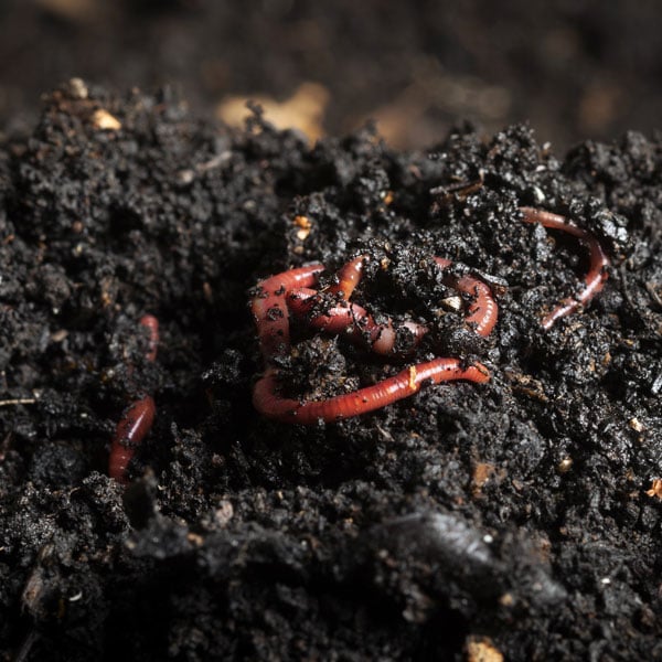 VermiCompost Worm Castings - Cleary Feed & Seed