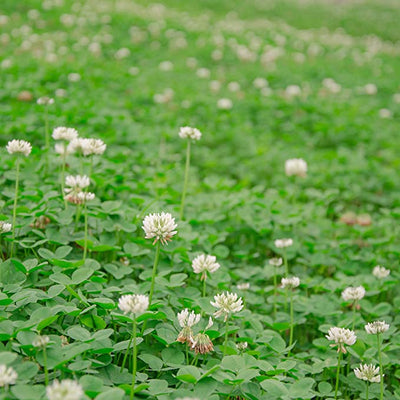 White Clover Seed - Cleary Feed & Seed