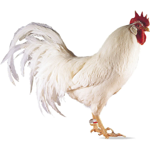 White Leghorn - Cleary Feed & Seed