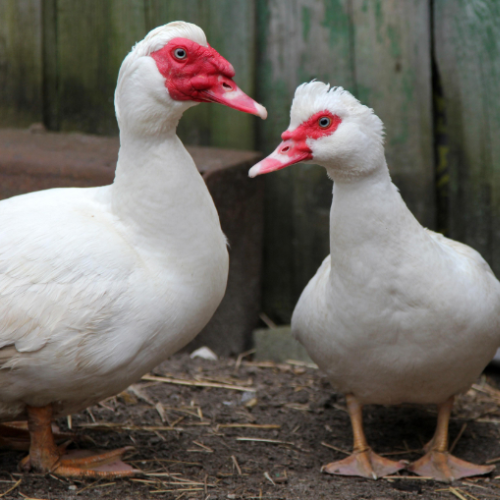 White Muscovy - Cleary Feed & Seed