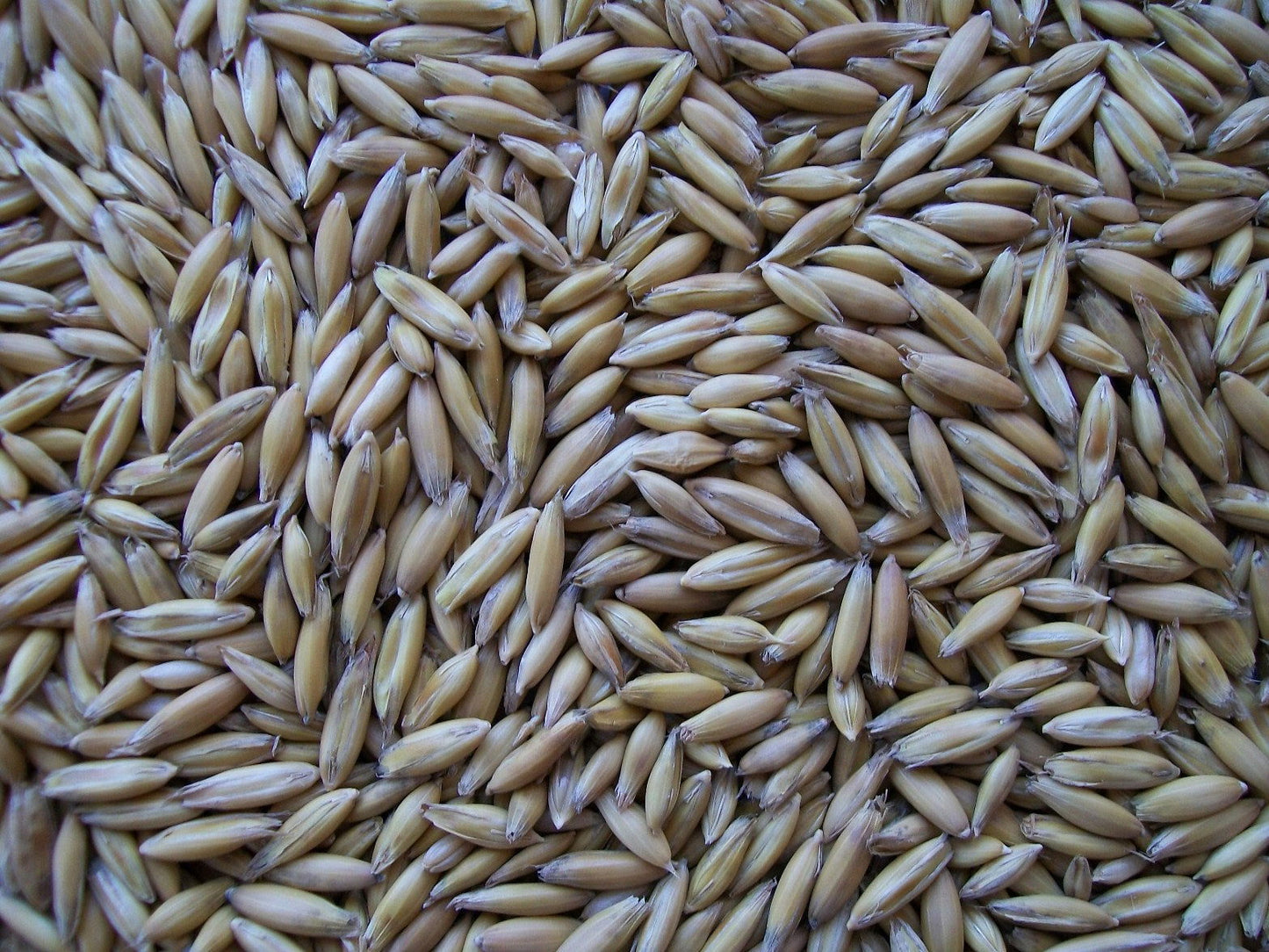 Whole Oats - Cleary Feed & Seed