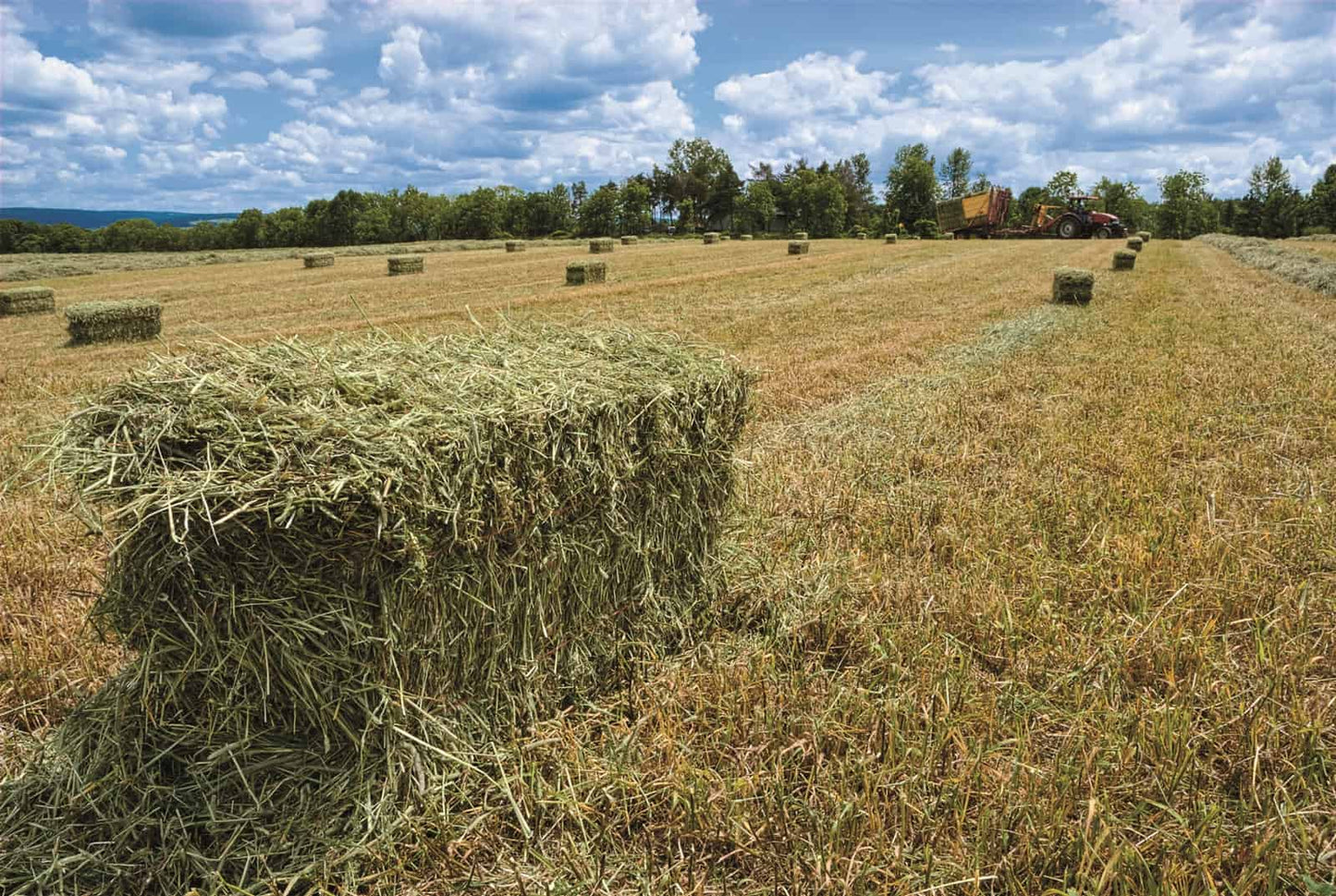 Hay - Small Square Bale