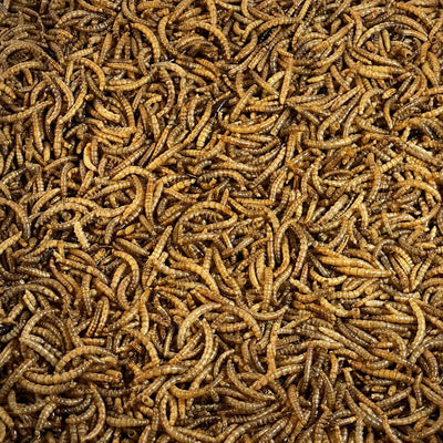 Dried Mealworms