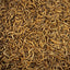 Dried Mealworms