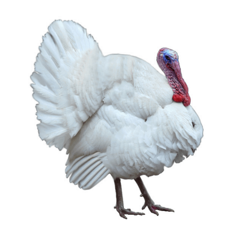 Large White Turkey (Millpond)