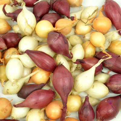 Onion Sets (100 pack)
