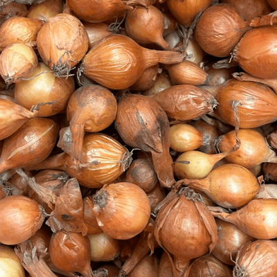 Spanish Onion Bulbs (25lb Bag)