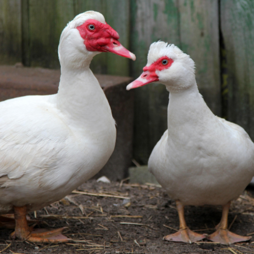 White Muscovy