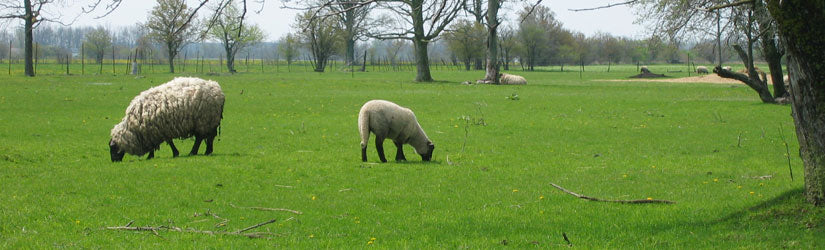 P3 Sheep/Goat Pasture
