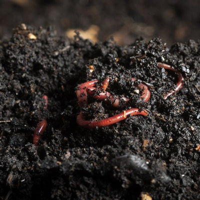 VermiCompost Worm Castings